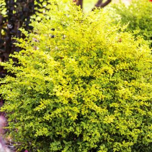 LIGUSTRUM SUNSHINE 3 GAL