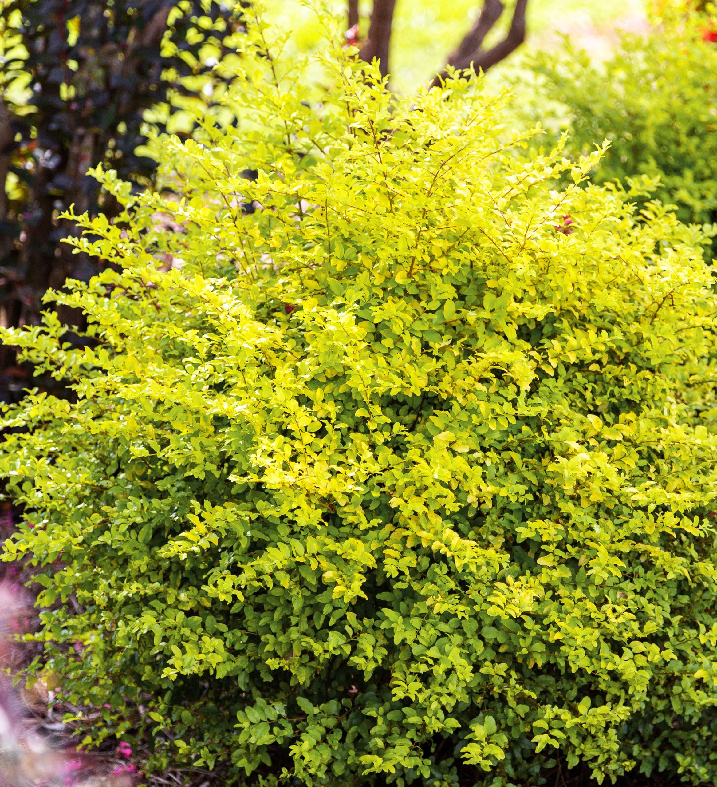 LIGUSTRUM SUNSHINE 3 GAL