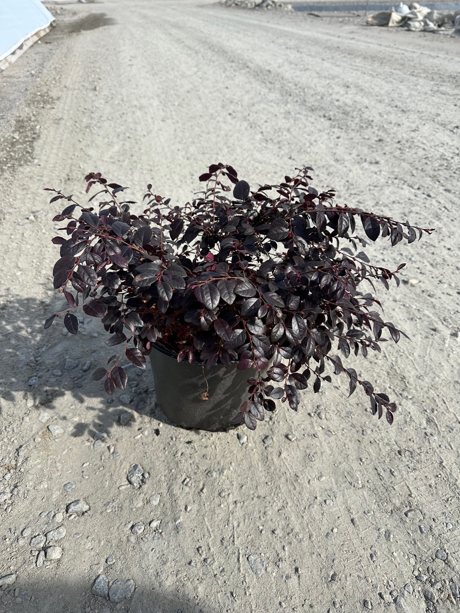 LOROPETALUM CERISE CHARM 3 GAL