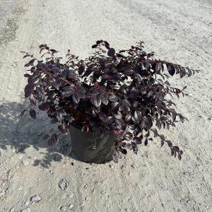 LOROPETALUM CERISE CHARM 7 GAL
