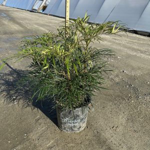 MAHONIA INDIGO FLAIR 3 GAL