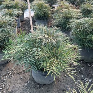 MAHONIA SOFT CARESS 3 GAL
