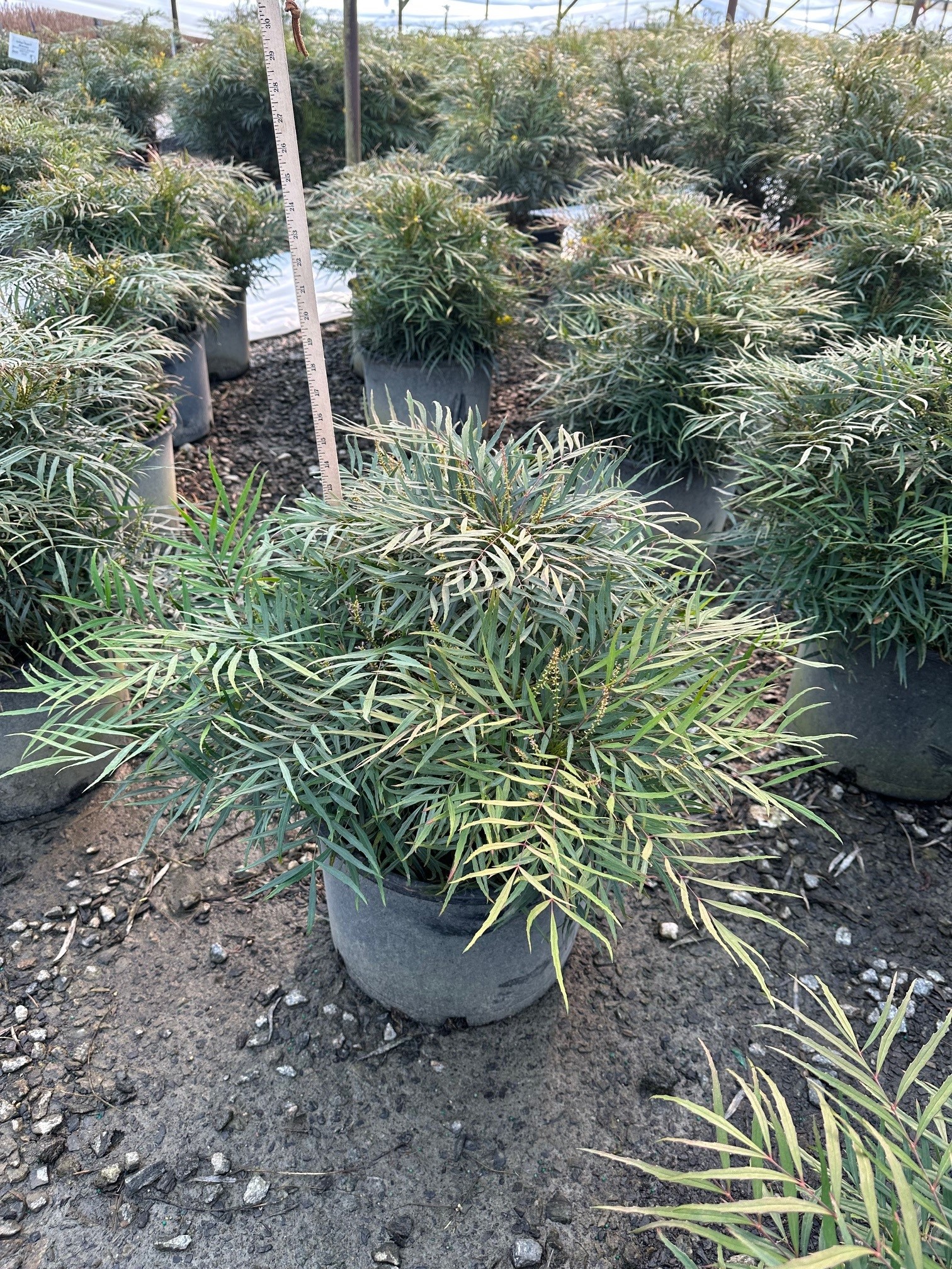 MAHONIA SOFT CARESS 3 GAL