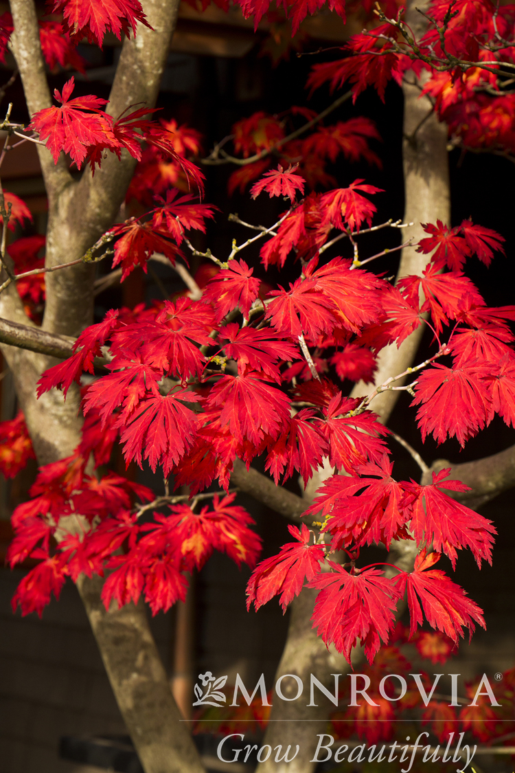 MAPLE JAP ACONITIFOLIUM 24-IN BOX
