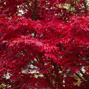 MAPLE JAP BLOODGOOD 5 FT