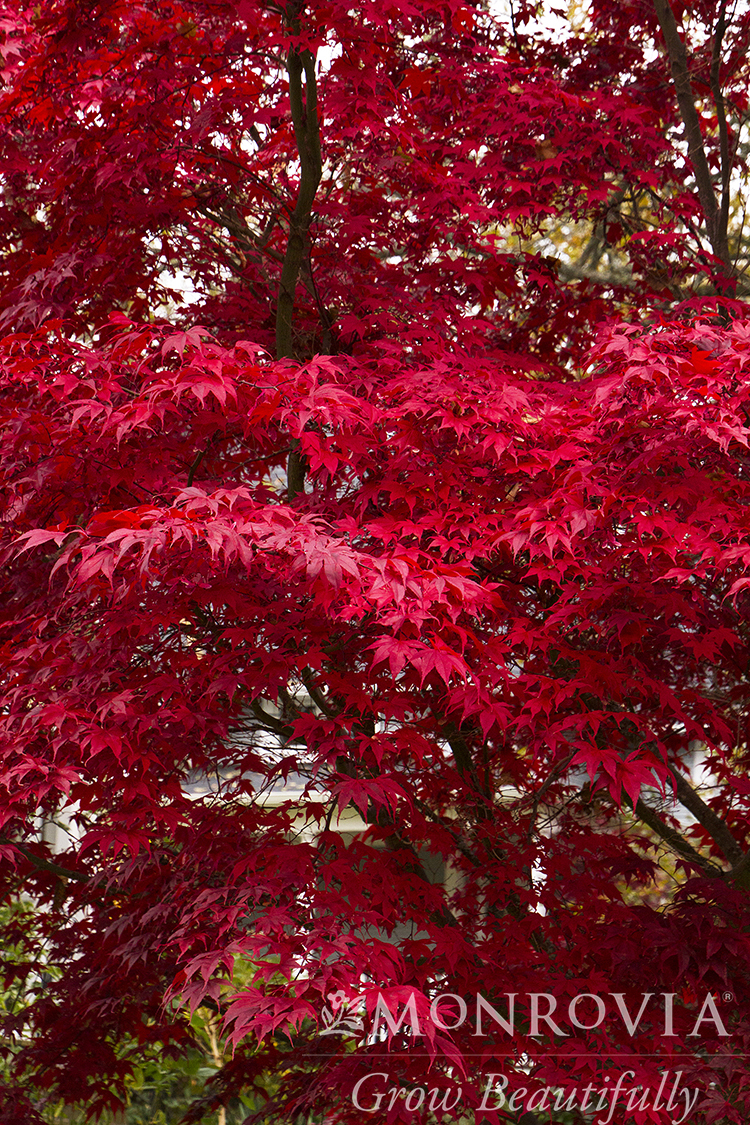MAPLE JAP BLOODGOOD 8 FT