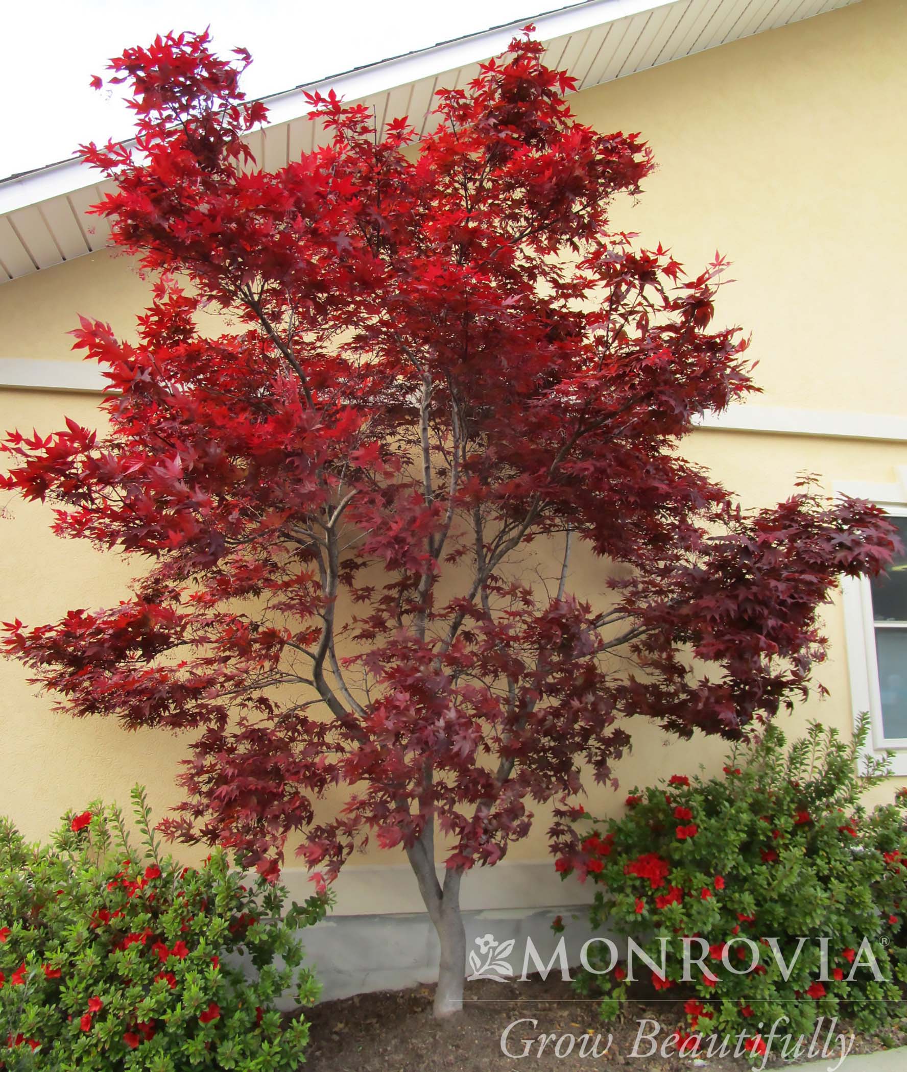 MAPLE JAP EMPEROR ONE 7 FT