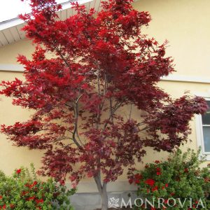 MAPLE JAP EMPEROR ONE 8 FT