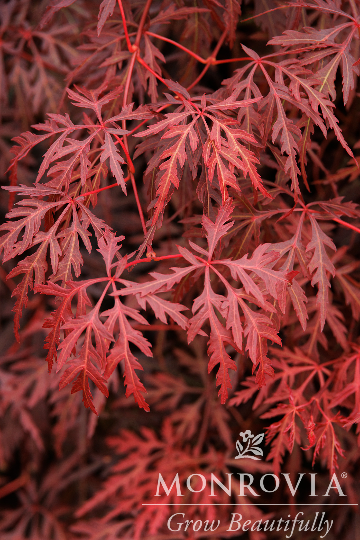 MAPLE JAP ORANGEOLA 7 GAL