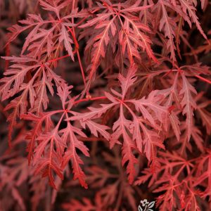 MAPLE JAP ORANGEOLA 30-INCH