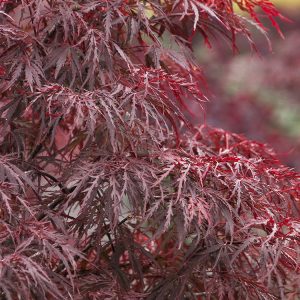 MAPLE JAP RED DRAGON 20-IN BOX