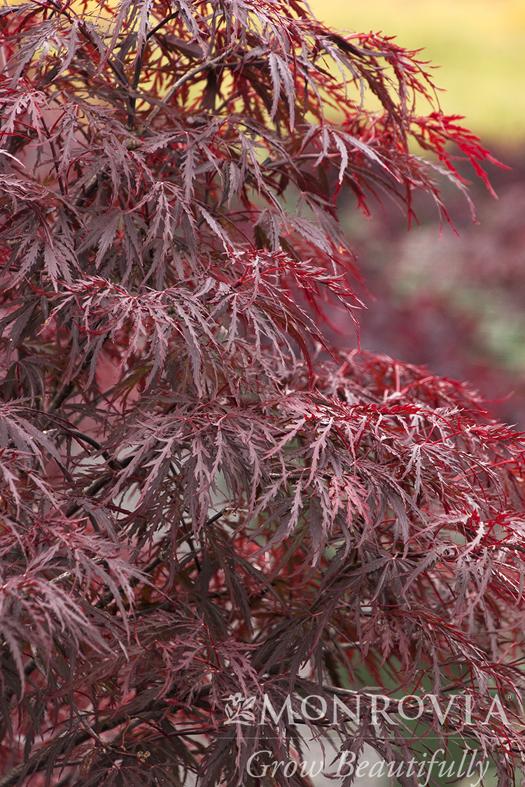 MAPLE JAP RED DRAGON 24-IN