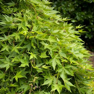 MAPLE JAP RYUSEN 6 FT