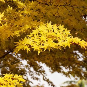 MAPLE JAP SANGO KAKU 5 FT