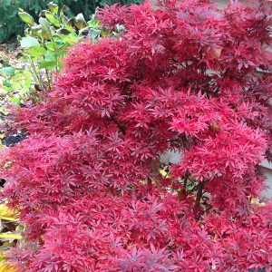 MAPLE JAP SHAINA 3-FT