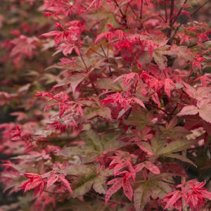 MAPLE JAP SHINDESHOJO 15" BOX