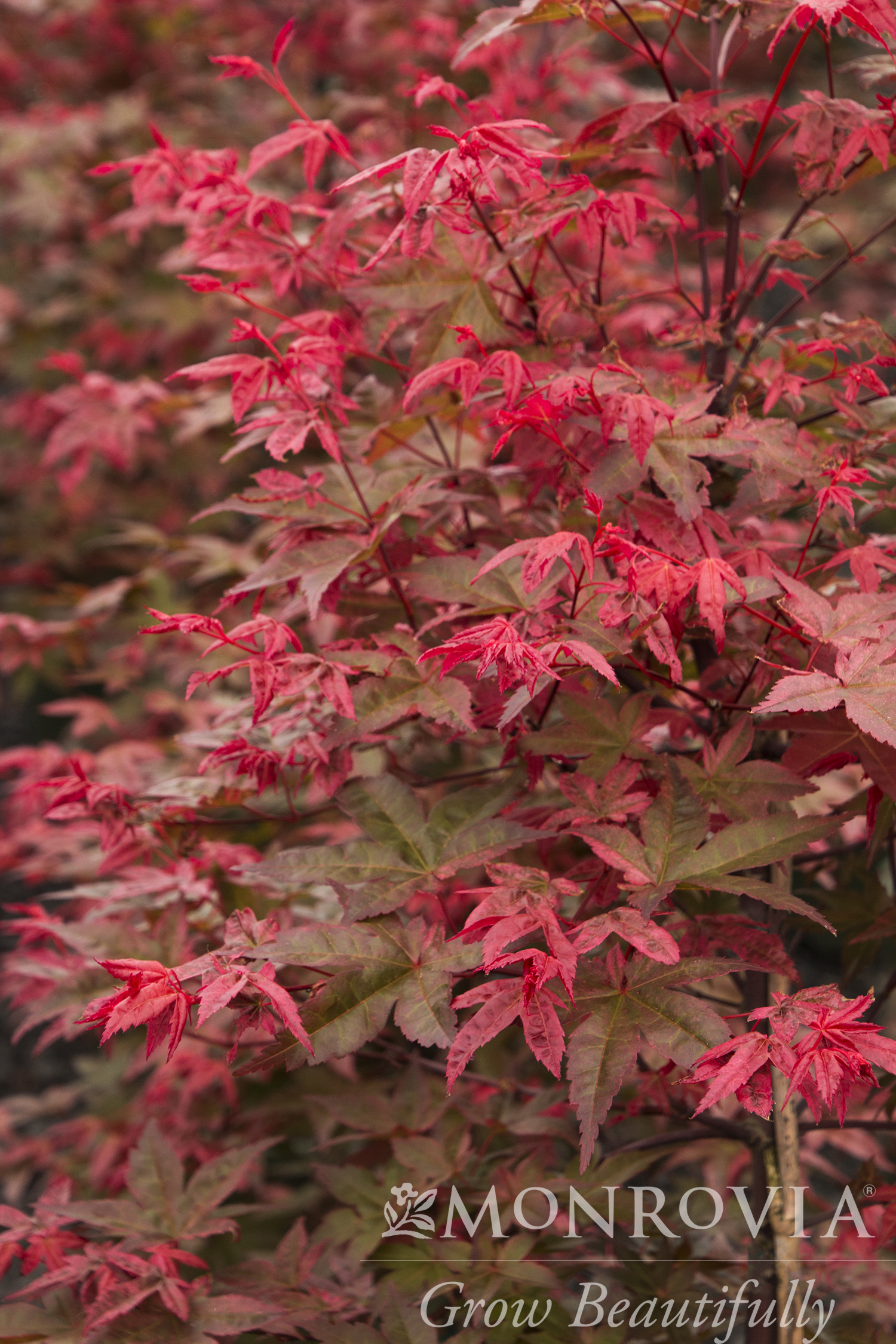 MAPLE JAP SHINDESHOJO 15" BOX