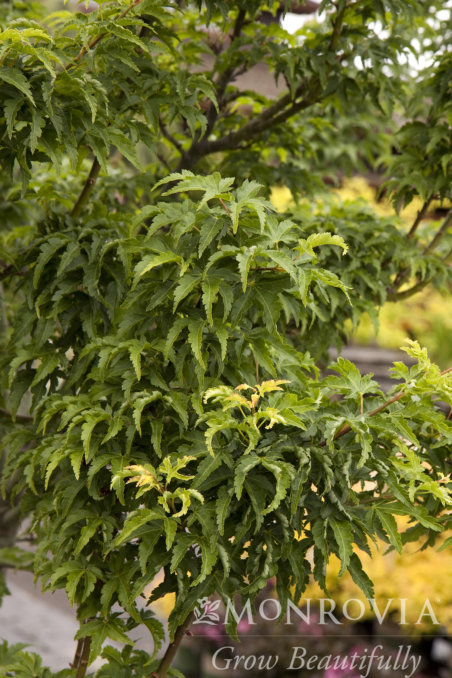 MAPLE JAP SHISHIGASHIRA 15-IN BOX