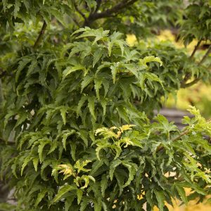 MAPLE JAP SHISHIGASHIRA 95 GAL