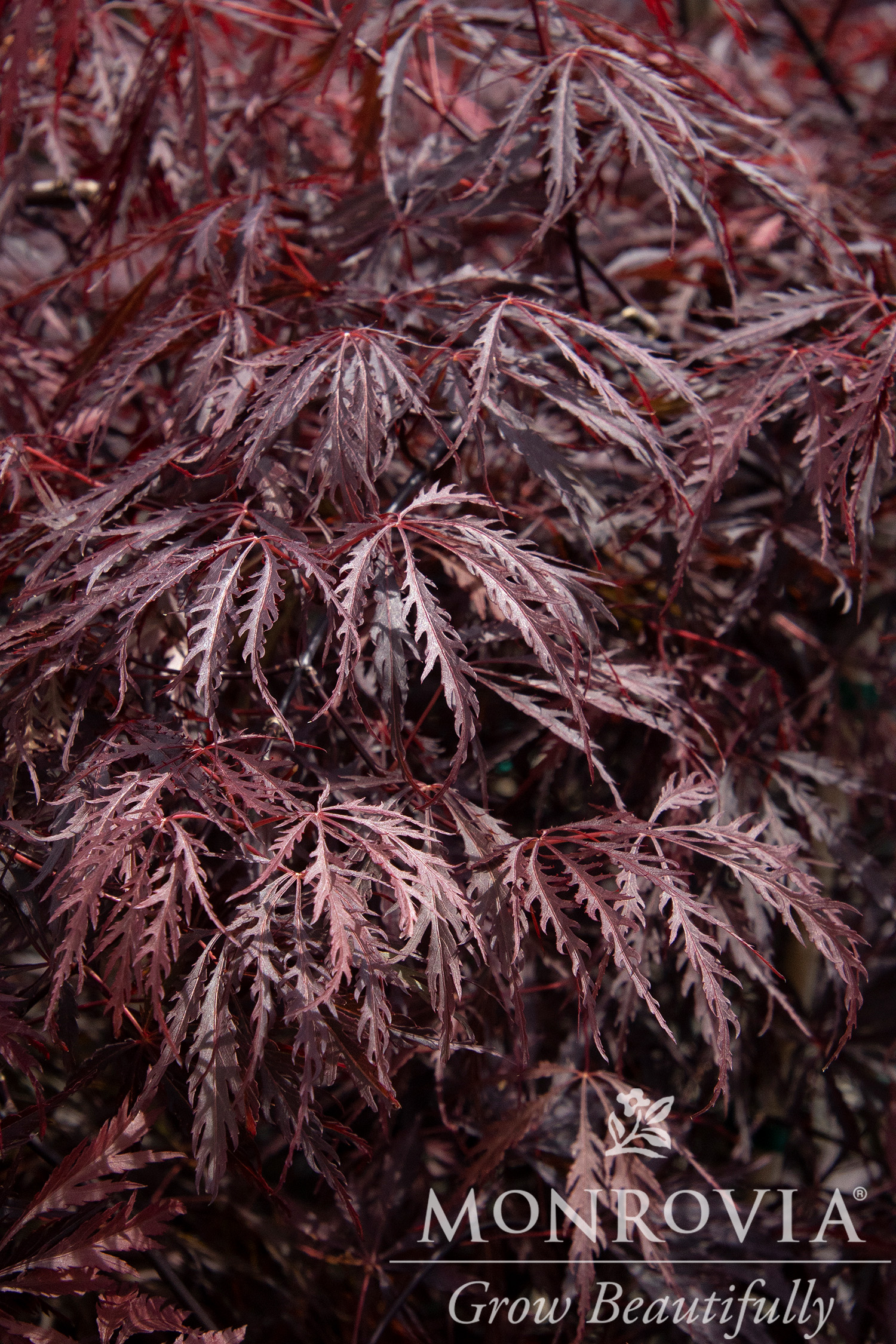 MAPLE JAP TAMUKEYAMA 7 GAL