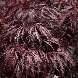 MAPLE JAP TAMUKEYAMA 36 IN