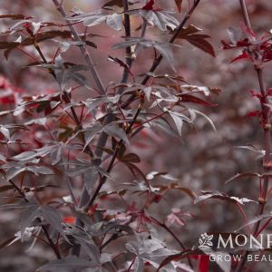 MAPLE JAP TWOMBLYS RED 8 FT