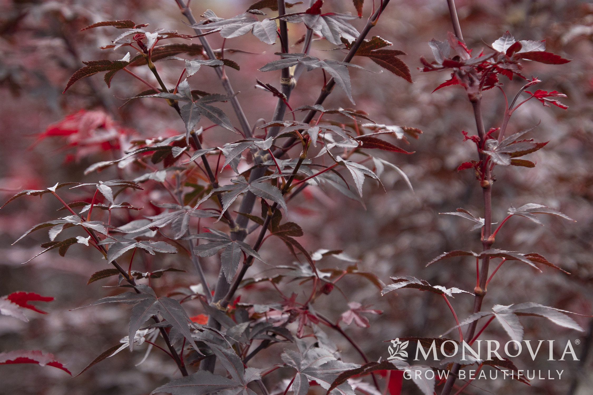 MAPLE JAP TWOMBLYS RED 8 FT