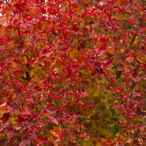 MAPLE RED AUTUMN BLAZE 3 IN