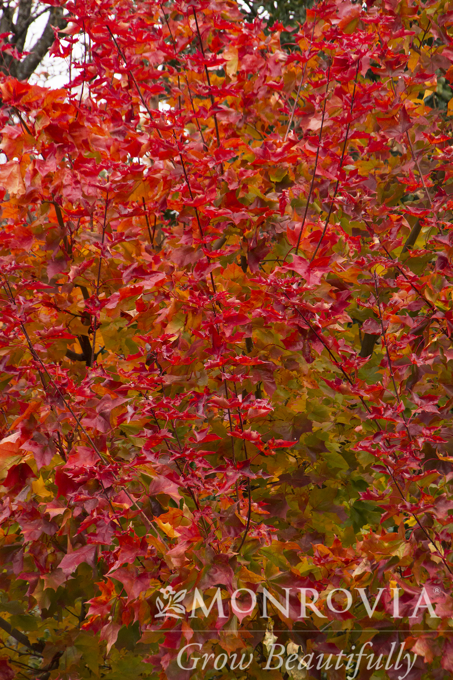 MAPLE RED AUTUMN BLAZE 3 IN