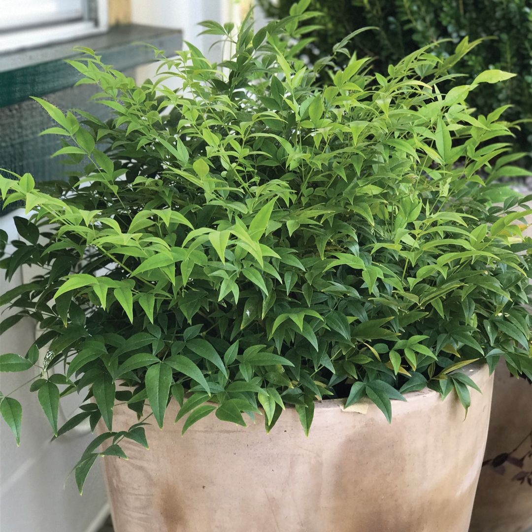 NANDINA LEMON LIME 3 GAL