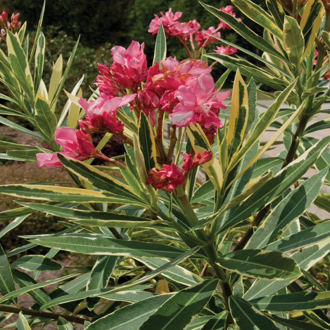 OLEANDER ASST. 3 GAL