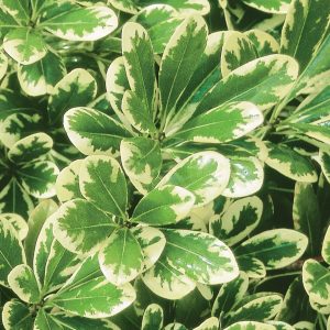 PITTOSPORUM MOJO 3 GAL