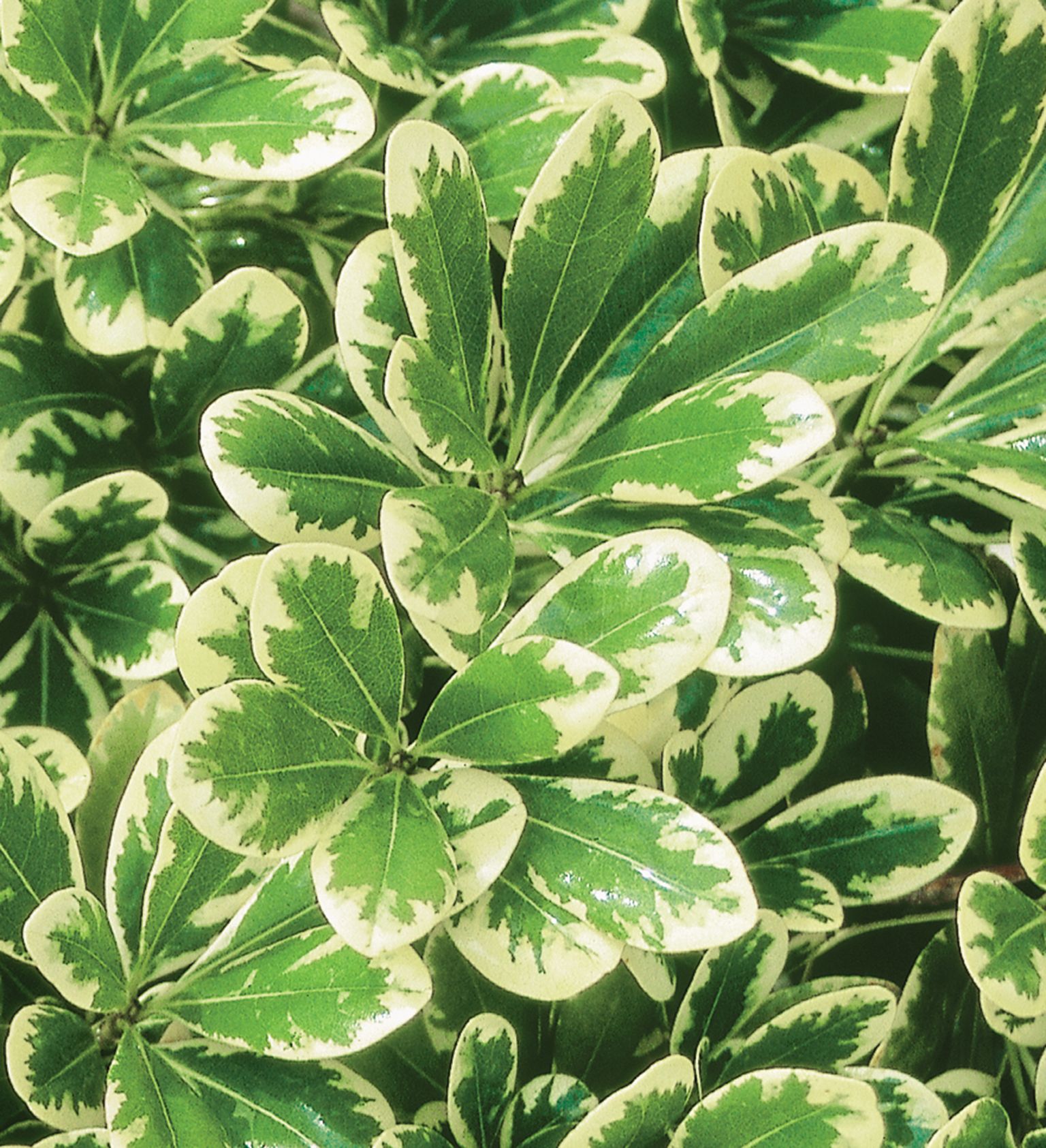 PITTOSPORUM MOJO 3 GAL