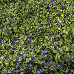 PLUMBAGO ASST 3 GAL