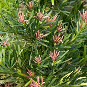 PODOCARPUS MOOD RING 3 GAL