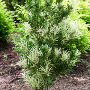 PODOCARPUS ROMAN CANDLE 3 GAL