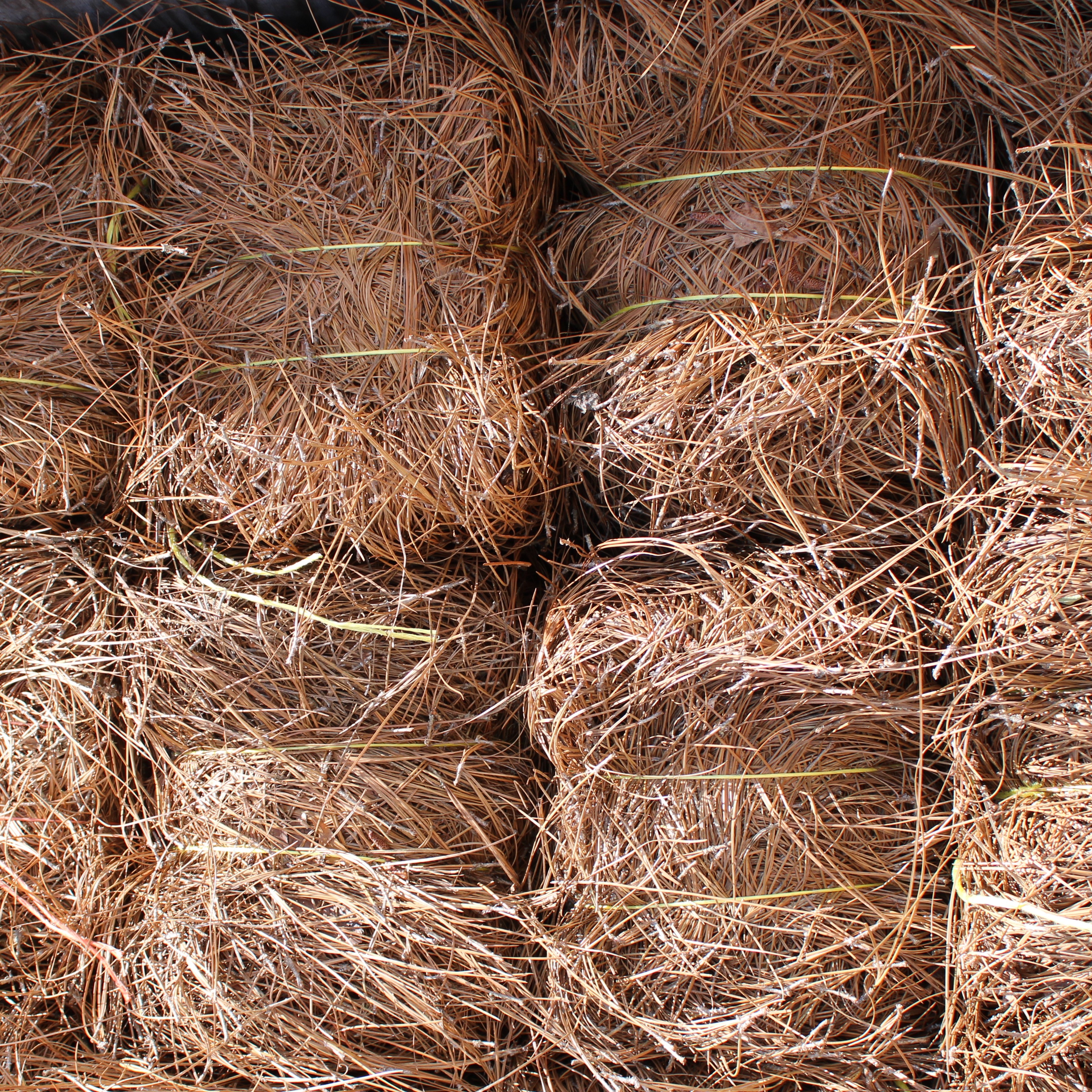 PREMIUM LONG-NEEDLE PINE STRAW