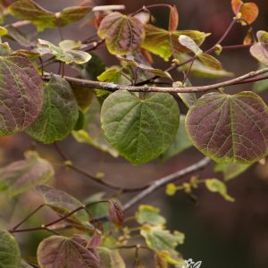 RED BUD RUBY FALLS WEEPING 15 GAL