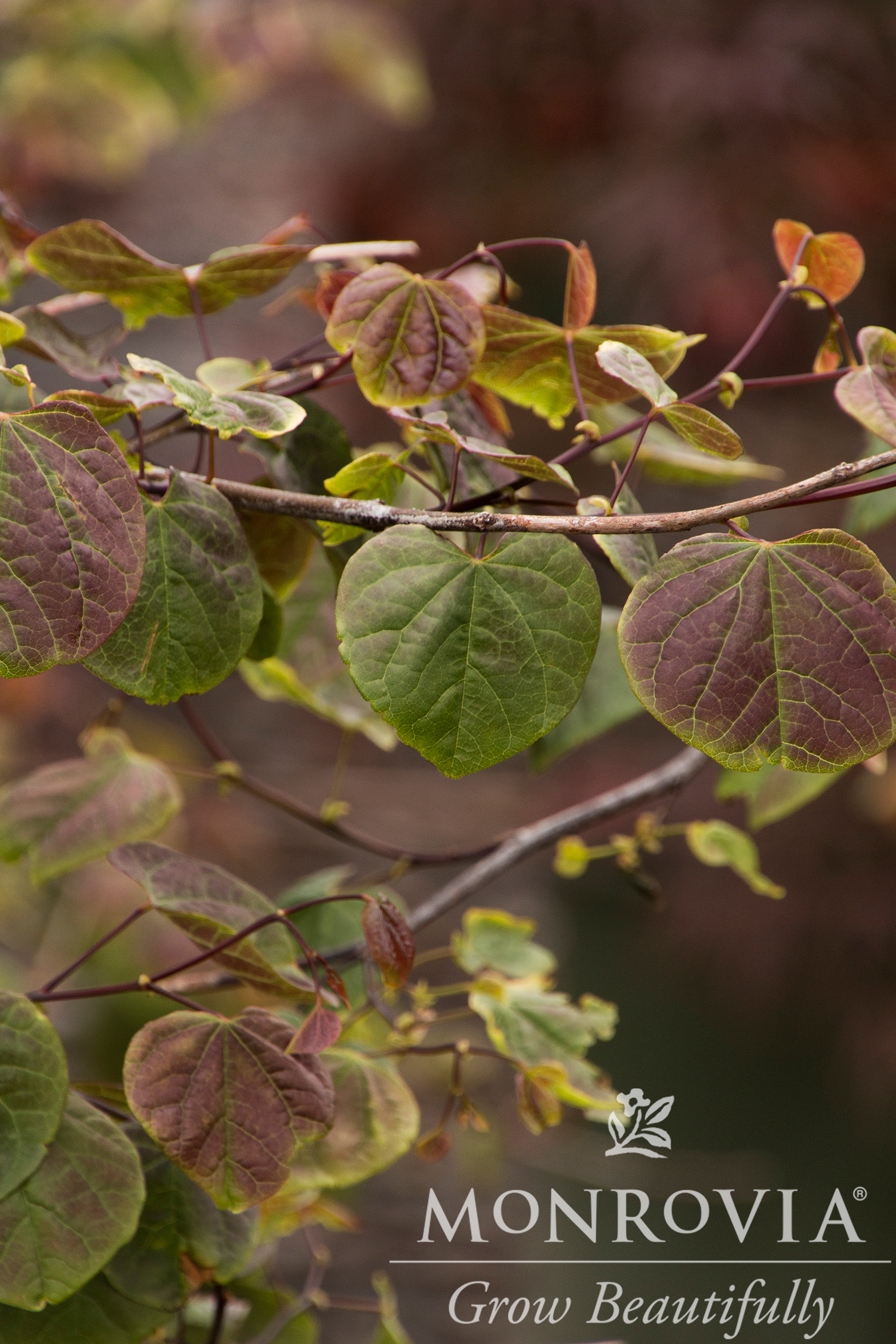 RED BUD RUBY FALLS WEEPING 15 GAL