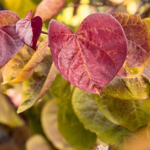RED BUD FLAME THROWER 30 GAL