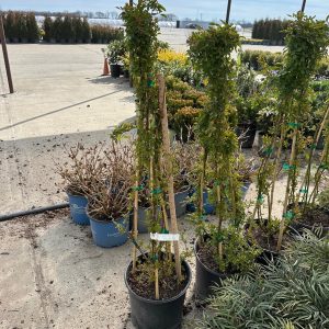 ROSE CLIMBING PEGGY MARTIN 3 GAL