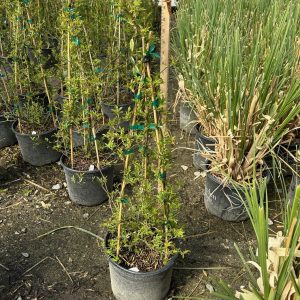 ROSE LADY BANKSIA YELLOW 3 GAL