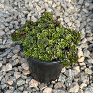 SEDUM CORAL REEF 1 GAL