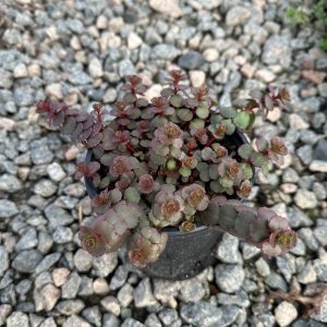 SEDUM RED CARPET 4.5-IN