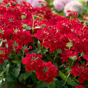 VERBENA ASST 1 GAL