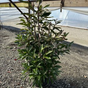 VIBURNUM AWABUKI CHINDO 30 GAL