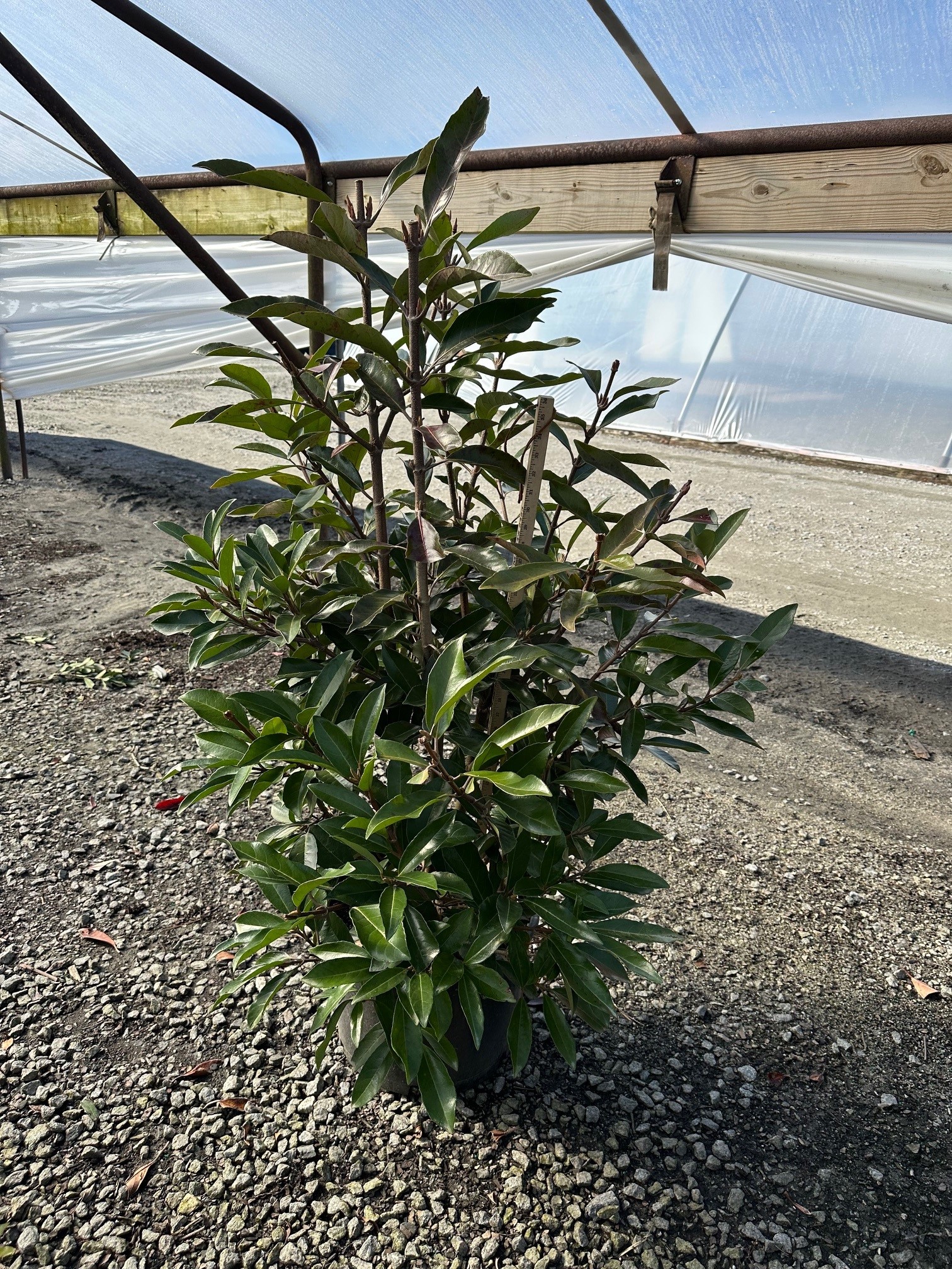 VIBURNUM AWABUKI CHINDO 6 FT