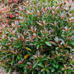 VIBURNUM COPPERTOP 15 GAL