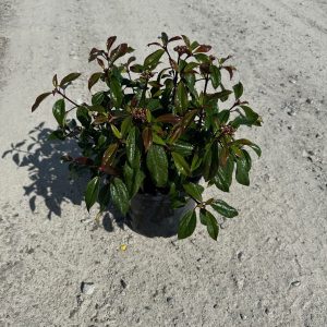 VIBURNUM MOONLIT LACE 7 GAL