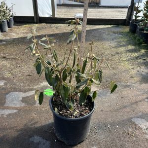VIBURNUM PRAGENSE 7 GAL